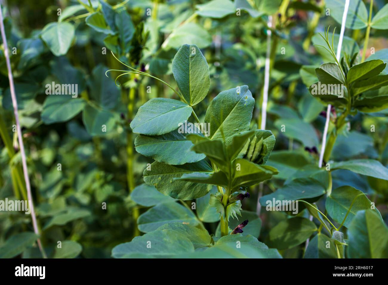 Vicia ist eine Gattung von über 240 Arten von Blütenpflanzen, die zur Familie der Hülsenfrüchte gehören und gemeinhin als Wicken bezeichnet werden. Stockfoto