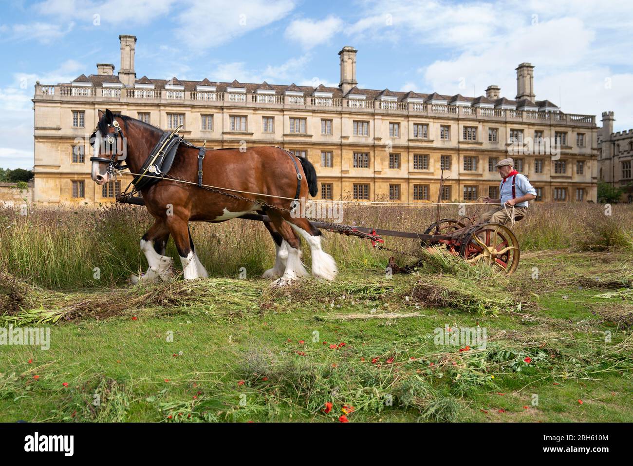 Shire-Pferde Bryn und Cosmo werden für die Ernte der Wildblumenwiesen am King's College Cambridge verwendet. Die schweren Pferde aus dem Waldburger Shires-Stall tragen dazu bei, die Wiese zu sägen, bevor sie sich wenden und das Heu auf einer traditionellen Wade transportieren. Die Ballen werden verwendet, um Wildblumenwiesen in der Stadt Cambridge zu vermehren, und das Heu wird den lokalen Bauern als Winterfutter für die Viehbestände angeboten. Es wurden Erhebungen über die biologische Vielfalt durchgeführt, um den Artenreichtum, die Artenvielfalt und die Zusammensetzung der Wiese und des angrenzenden Rasens zu vergleichen. Sie fanden heraus, dass die Wildblumenwiese dreimal so viele Bräute hatte Stockfoto