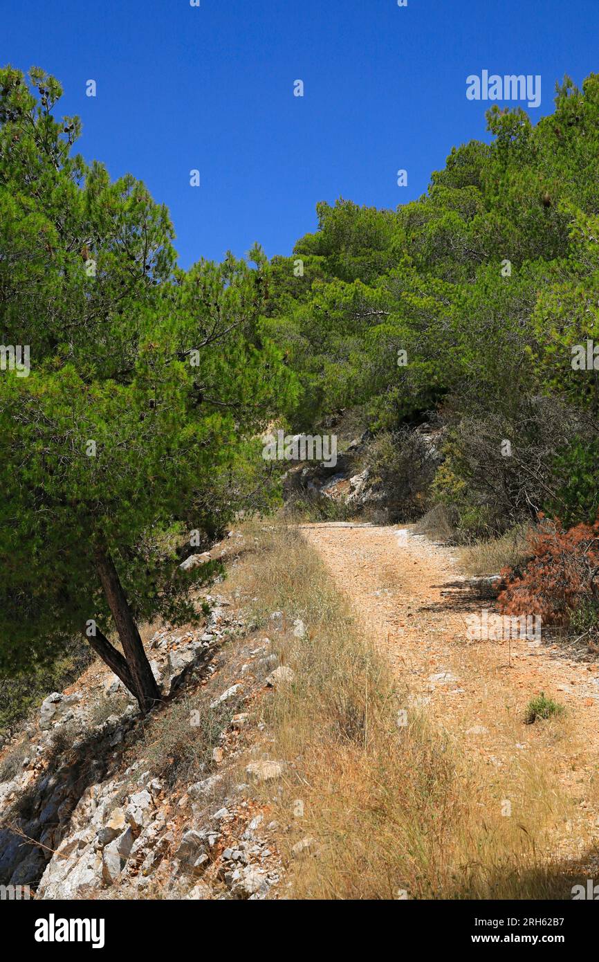Fußweg durch Kiefernwald, Agizing, Saronische Inseln, Griechenland. Stockfoto