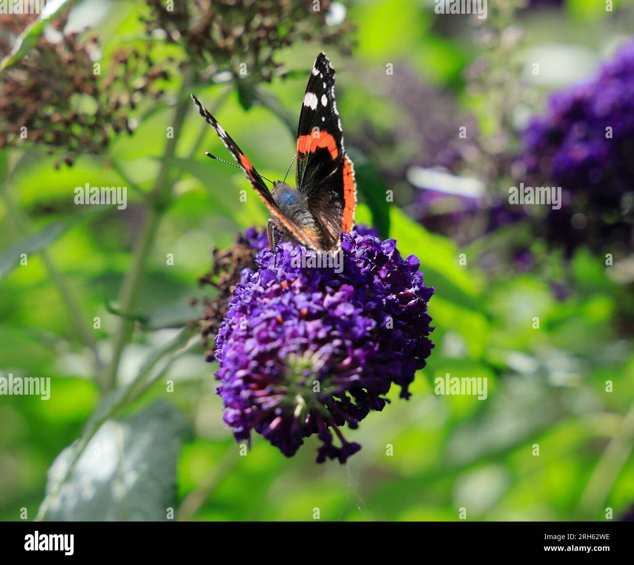 Red Admiral Butterfly ( Vanessa atalanta ), Cowbridge, Vale of Glamorgan, South Wales, Vereinigtes Königreich. Stockfoto