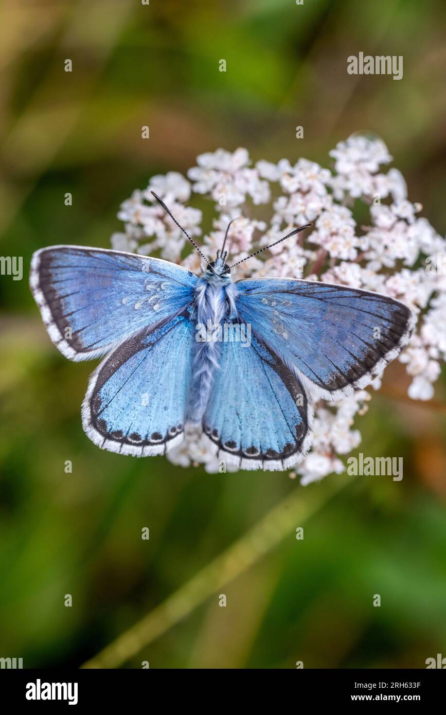 Shoreham, 11. 2023. August: Ein Chalk Hill Blue Schmetterling im South Downs National Park bei Shoreham in West Sussex, am häufigsten gesehen zu werden Stockfoto