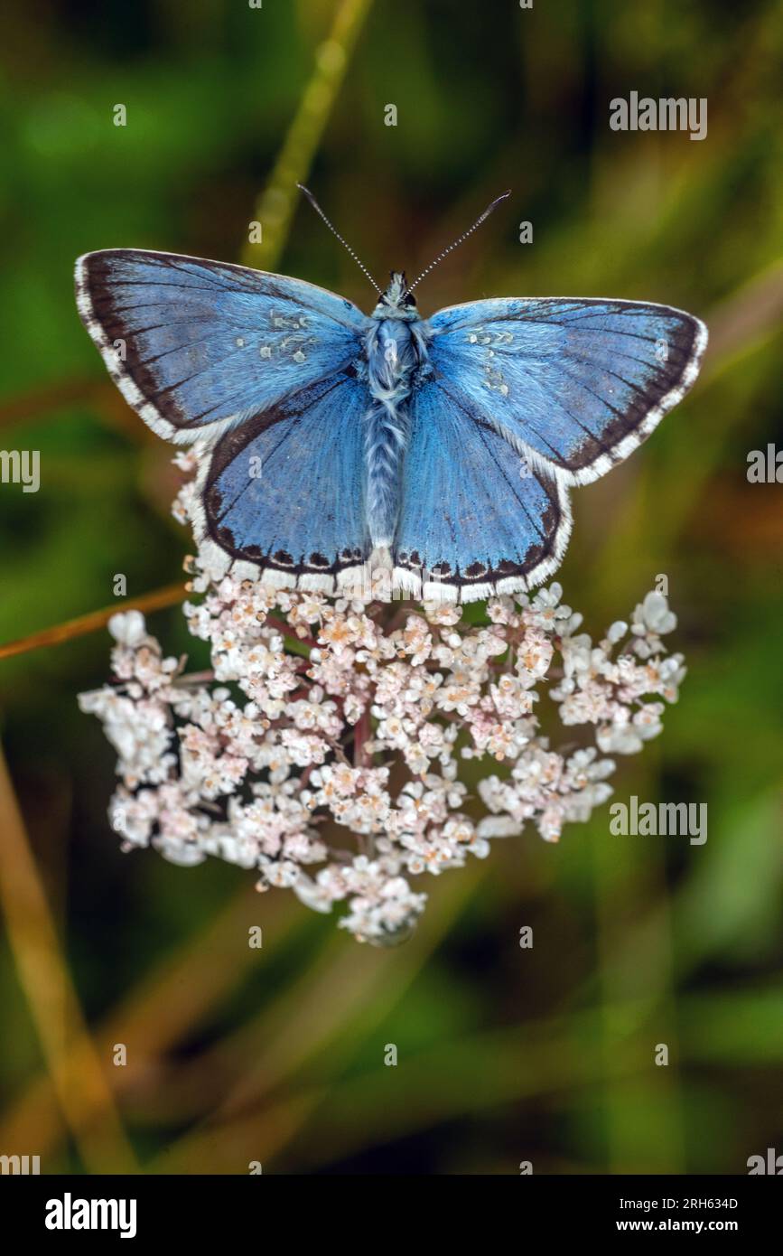 Shoreham, 11. 2023. August: Ein Chalk Hill Blue Schmetterling im South Downs National Park bei Shoreham in West Sussex, am häufigsten gesehen zu werden Stockfoto