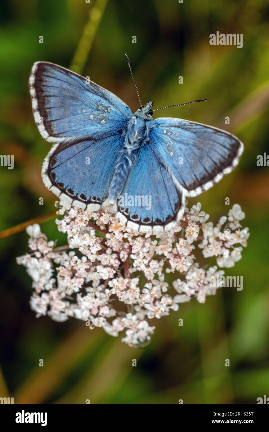 Shoreham, 11. 2023. August: Ein Chalk Hill Blue Schmetterling im South Downs National Park bei Shoreham in West Sussex, am häufigsten gesehen zu werden Stockfoto