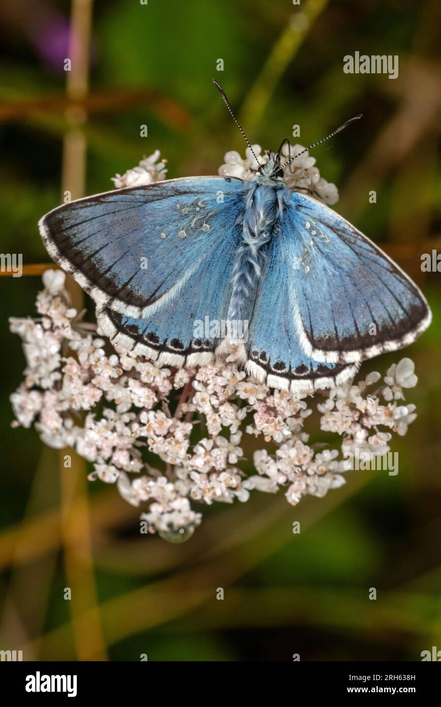 Shoreham, 11. 2023. August: Ein Chalk Hill Blue Schmetterling im South Downs National Park bei Shoreham in West Sussex, am häufigsten gesehen zu werden Stockfoto