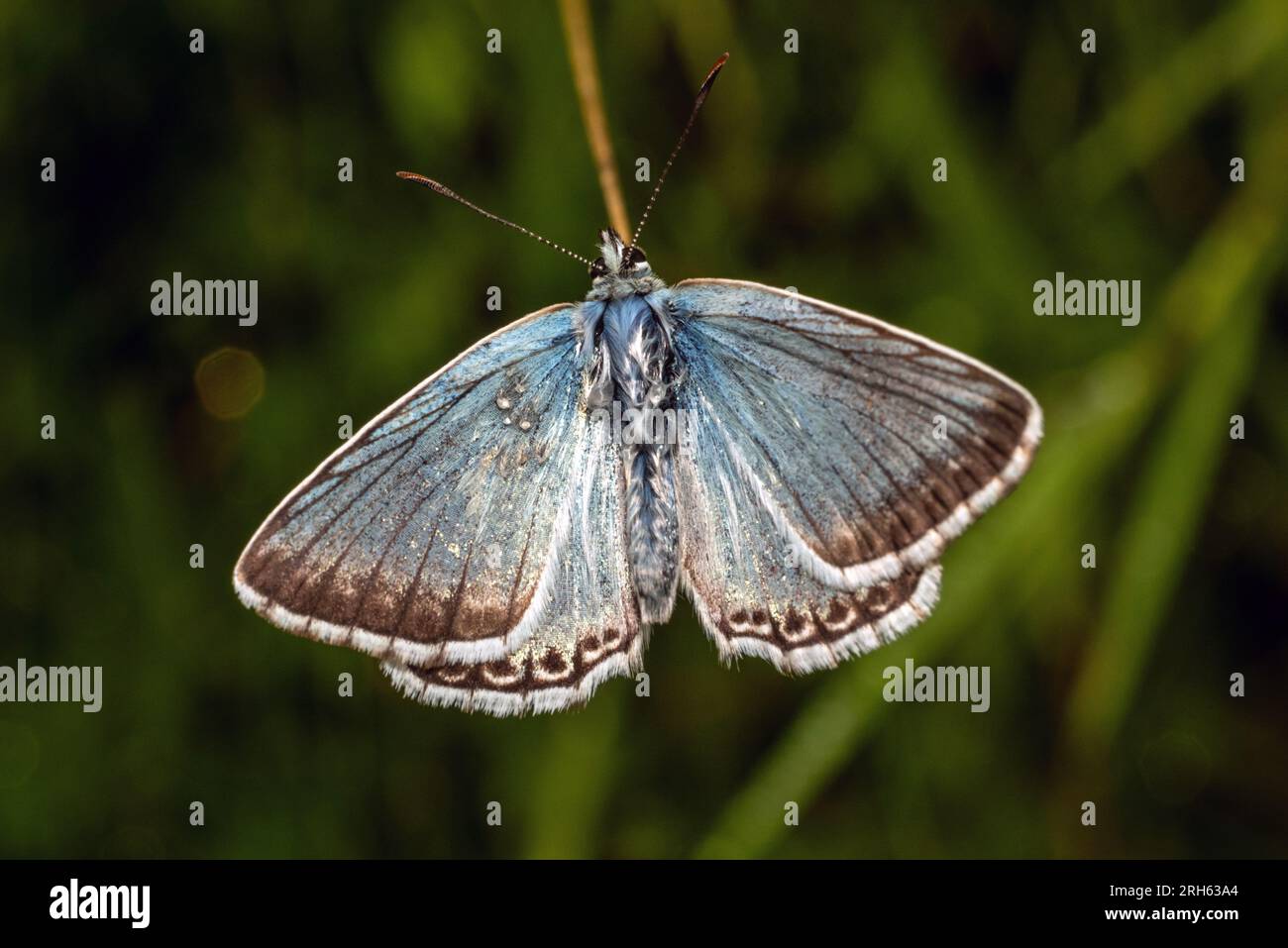 Shoreham, 11. 2023. August: Ein Chalk Hill Blue Schmetterling im South Downs National Park bei Shoreham in West Sussex, am häufigsten gesehen zu werden Stockfoto