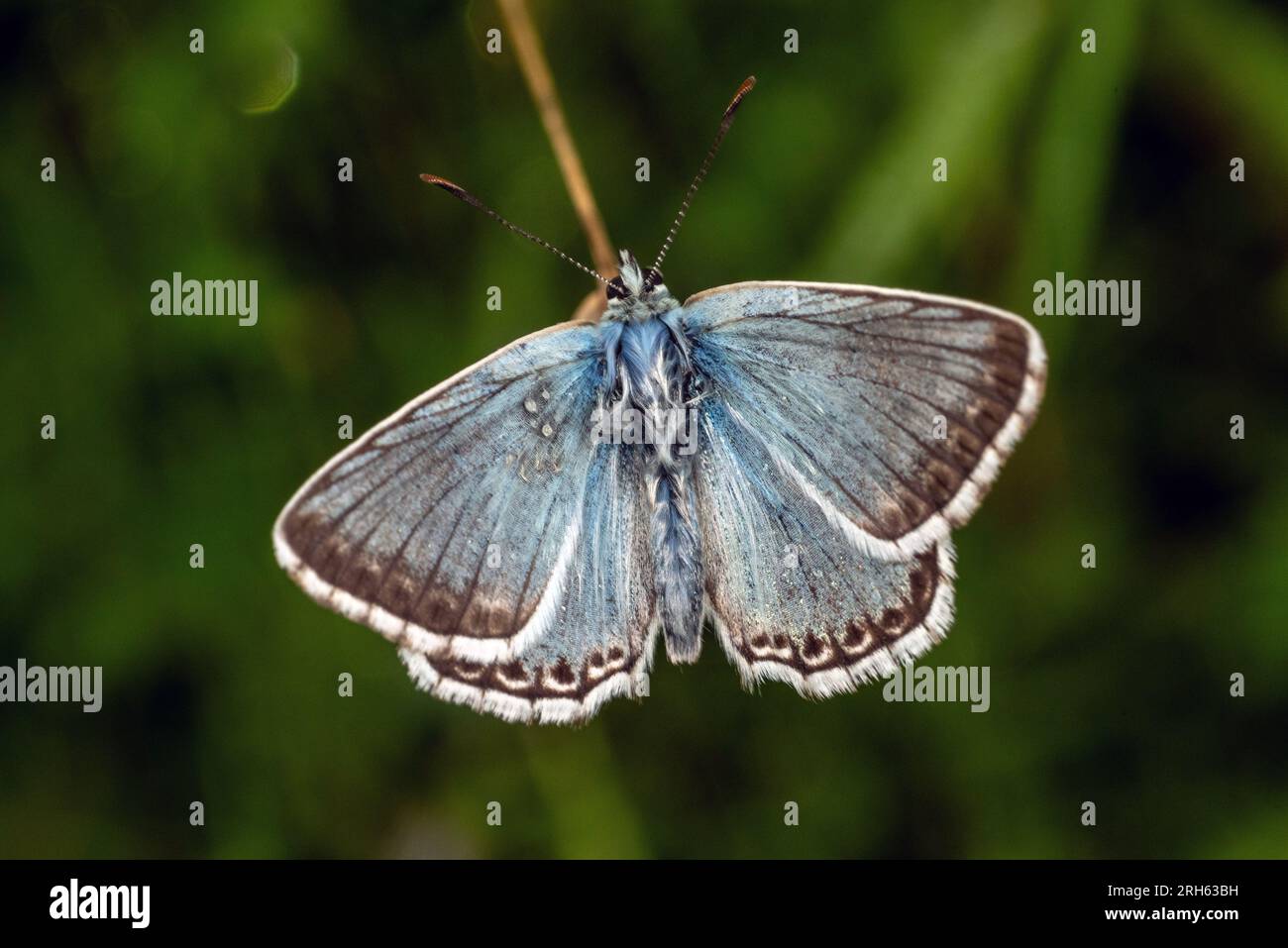 Shoreham, 11. 2023. August: Ein Chalk Hill Blue Schmetterling im South Downs National Park bei Shoreham in West Sussex, am häufigsten gesehen zu werden Stockfoto