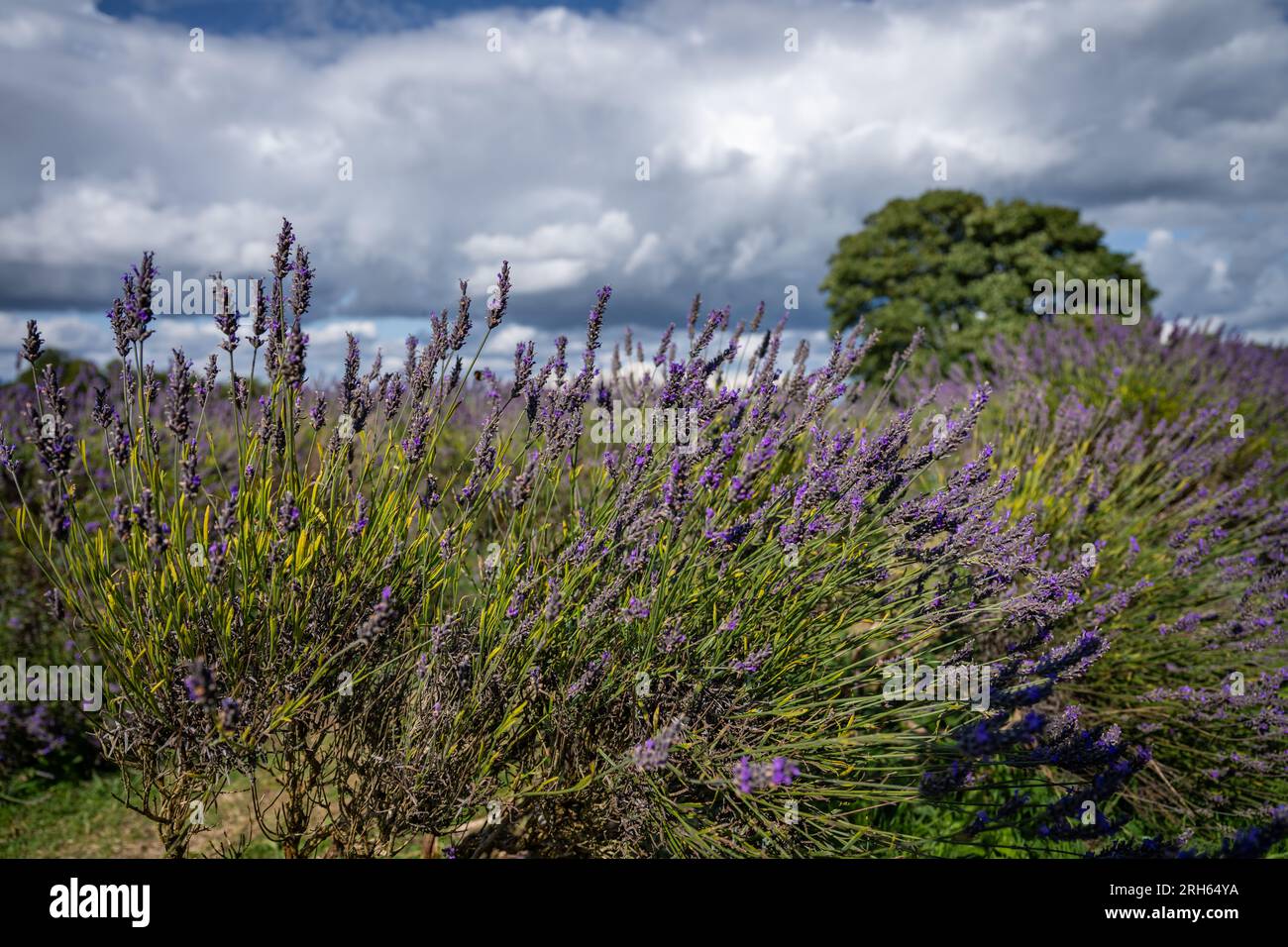 Lavendelpflanzen auf einem Feld. Violette Blumen mit Himmel, weiße Wolken und ein Baum. Querformat. Stockfoto