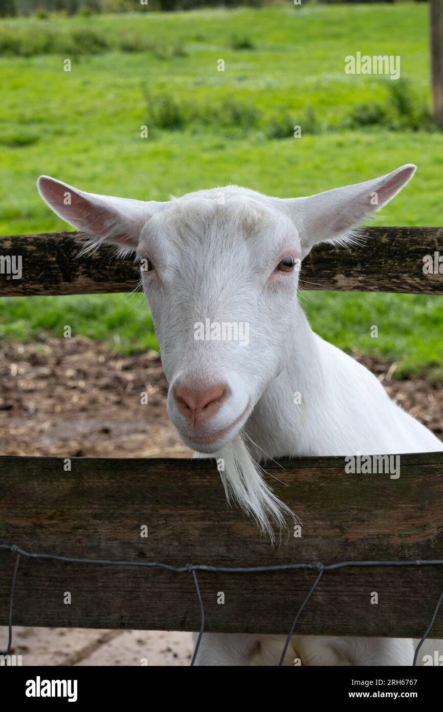 Porträt einer holländischen, neugierigen Ziege, dicht hinter einem Zaun Stockfoto