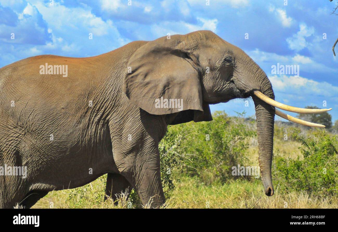 Der Kruger-Nationalpark in Südafrika bietet die Gelegenheit, die Flora und Fauna Afrikas in einer Umgebung zu sehen, die vom Menschen ungestört geblieben ist Stockfoto