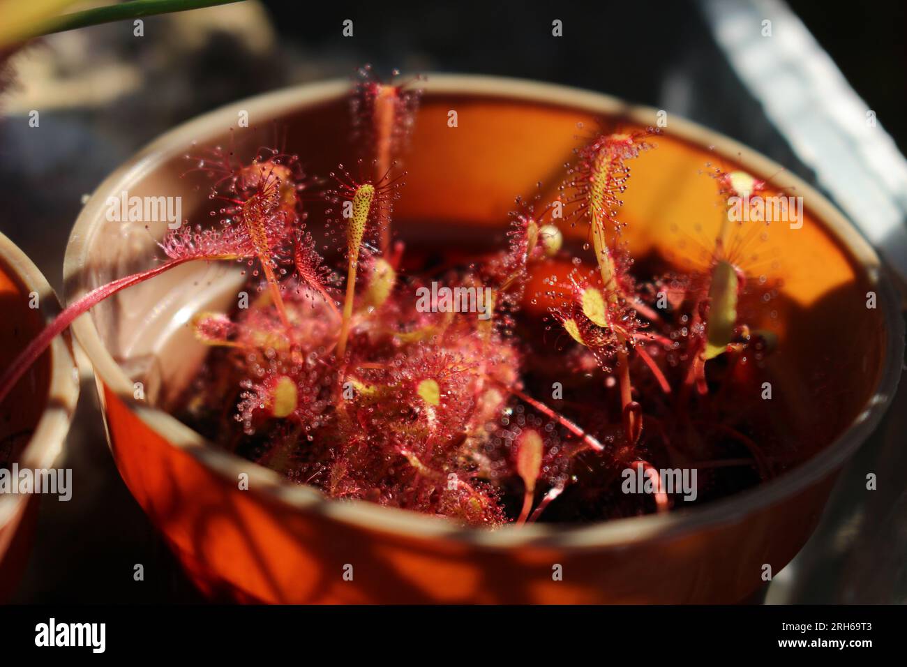 Fleischfressender Sonnentau mit runden Blättern (Drosera rotundifolia) Stockfoto