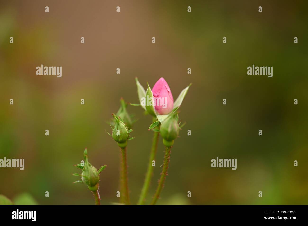 Rosenknospe in einem Garten Stockfoto