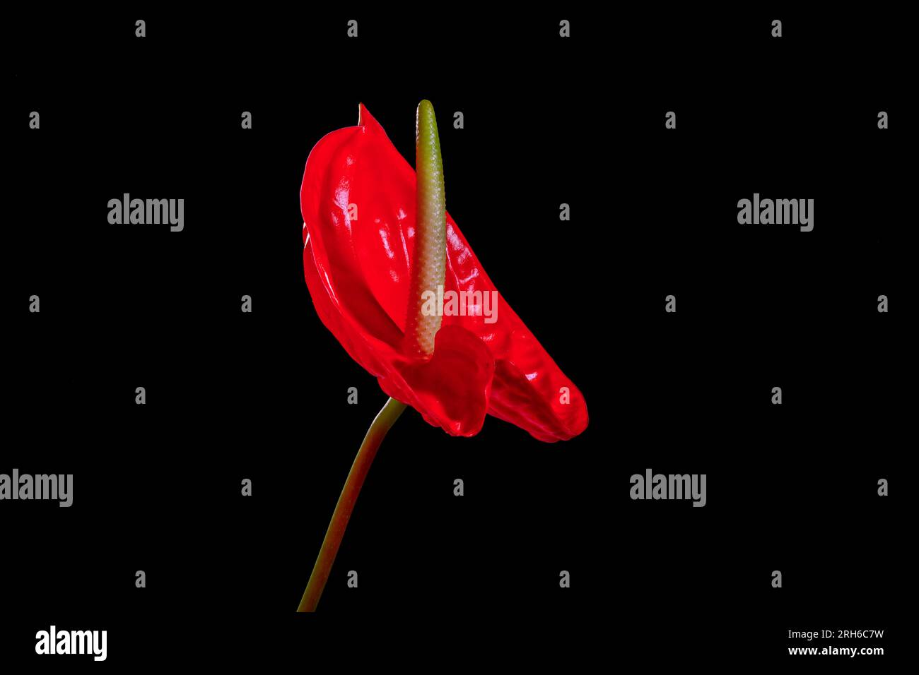 Anthurium Blumen. Stockfoto