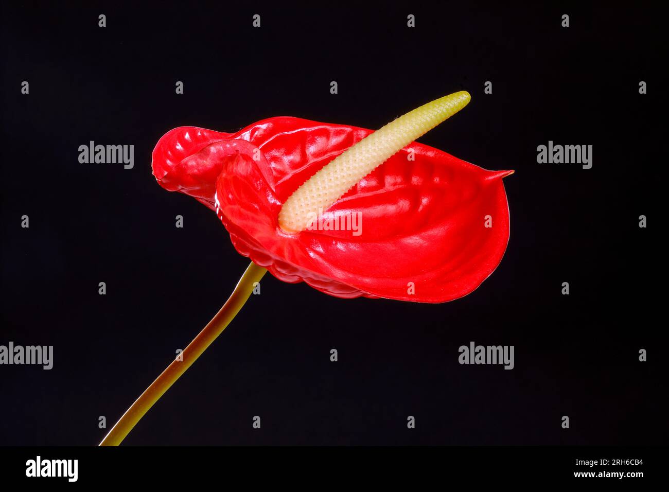 Anthurium Blumen. Stockfoto