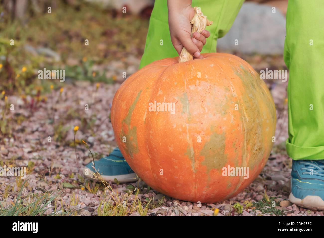 Ein Junge, der versucht, einen großen, schweren Kürbis in den Obstgarten zu heben Stockfoto