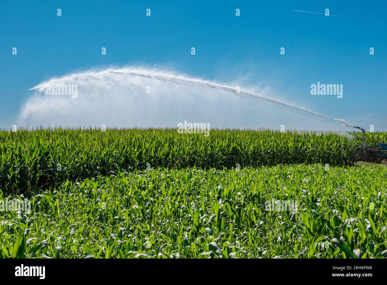 Spritzen von Wasser aus dem Bewässerungssystem auf ein Maisfeld im Po-Tal in der Provinz Cuneo, Italien, im Sommer auf blauem Himmel Stockfoto