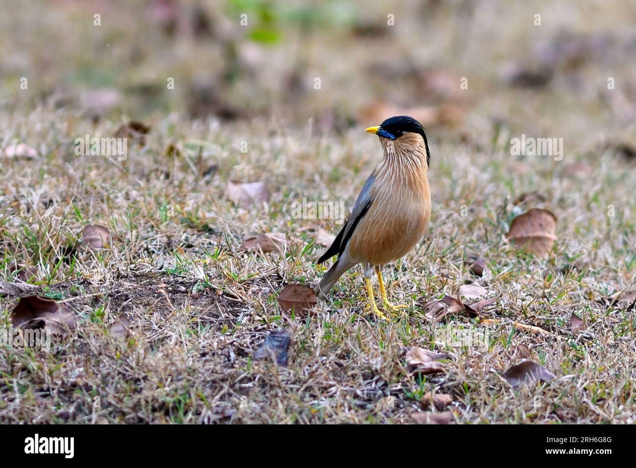 Brahminy Starling (Sturnia pagodarum) aus Nagarahole Tiger Reserve, Südindien. Stockfoto