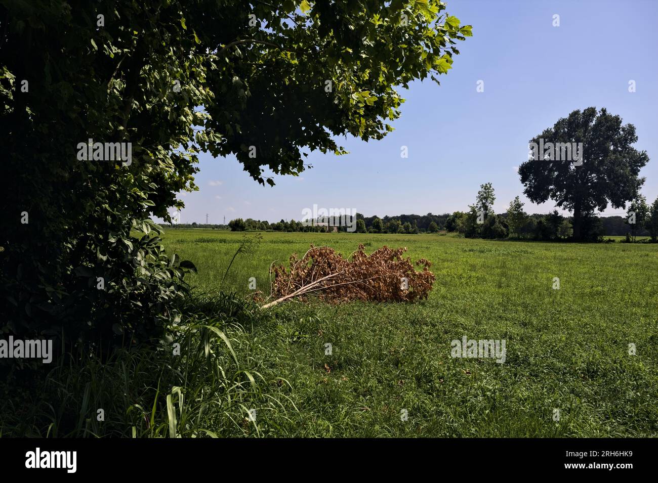 Ein Baum umrahmt ein Grasfeld mit einem umgestürzten Ast und ein Landhaus in der Ferne an einem sonnigen Tag in der italienischen Landschaft Stockfoto