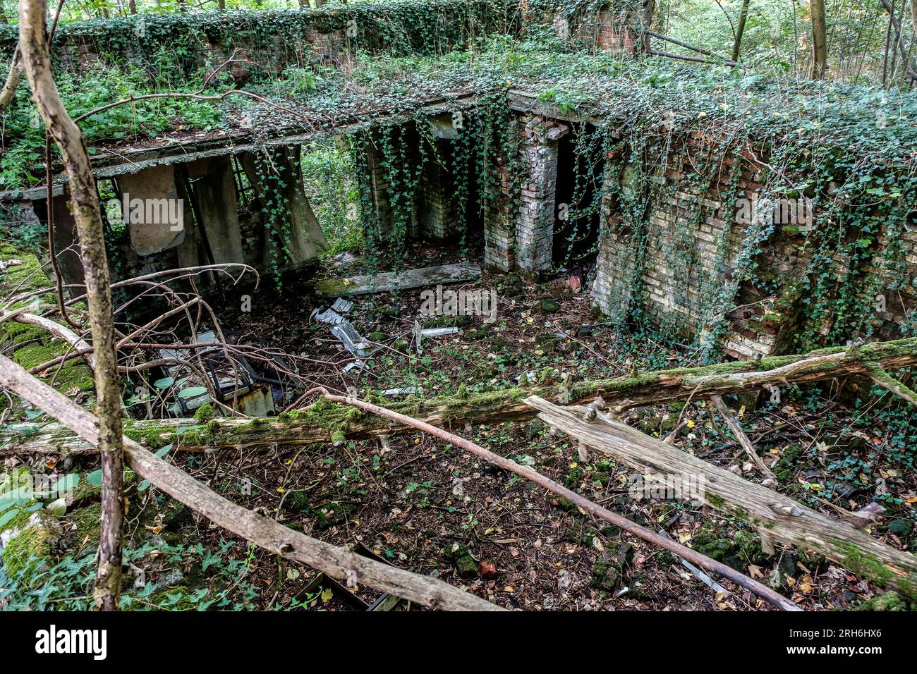 Friche industrielle dans les bois - Batiments a l'abandon emprisonnes par la nature, le lierre et les racines | Industrial Wasteland - Industrial bui Stockfoto