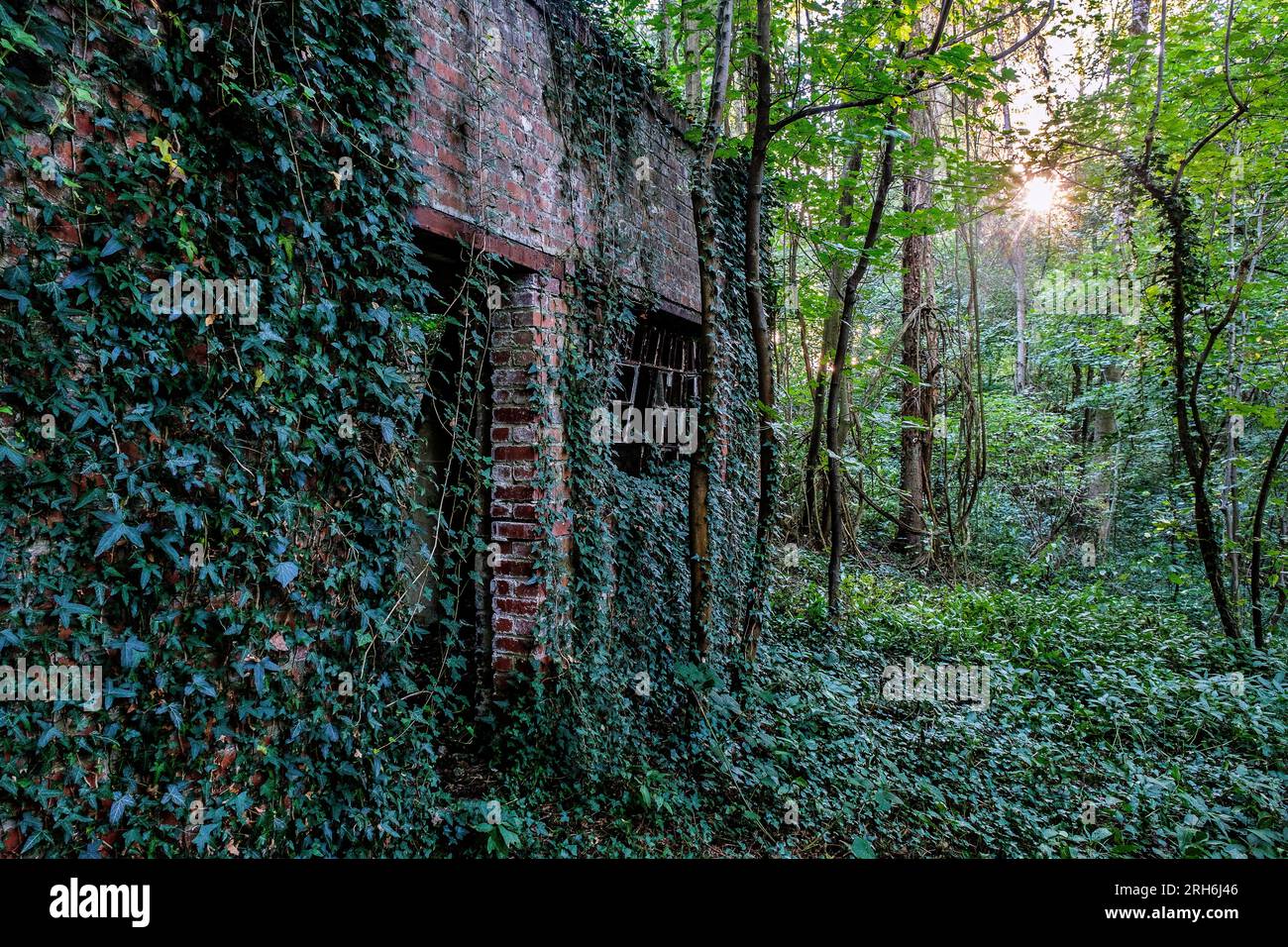 Friche industrielle dans les bois - Batiments a l'abandon emprisonnes par la nature, le lierre et les racines | Industrial Wasteland - Industrial bui Stockfoto