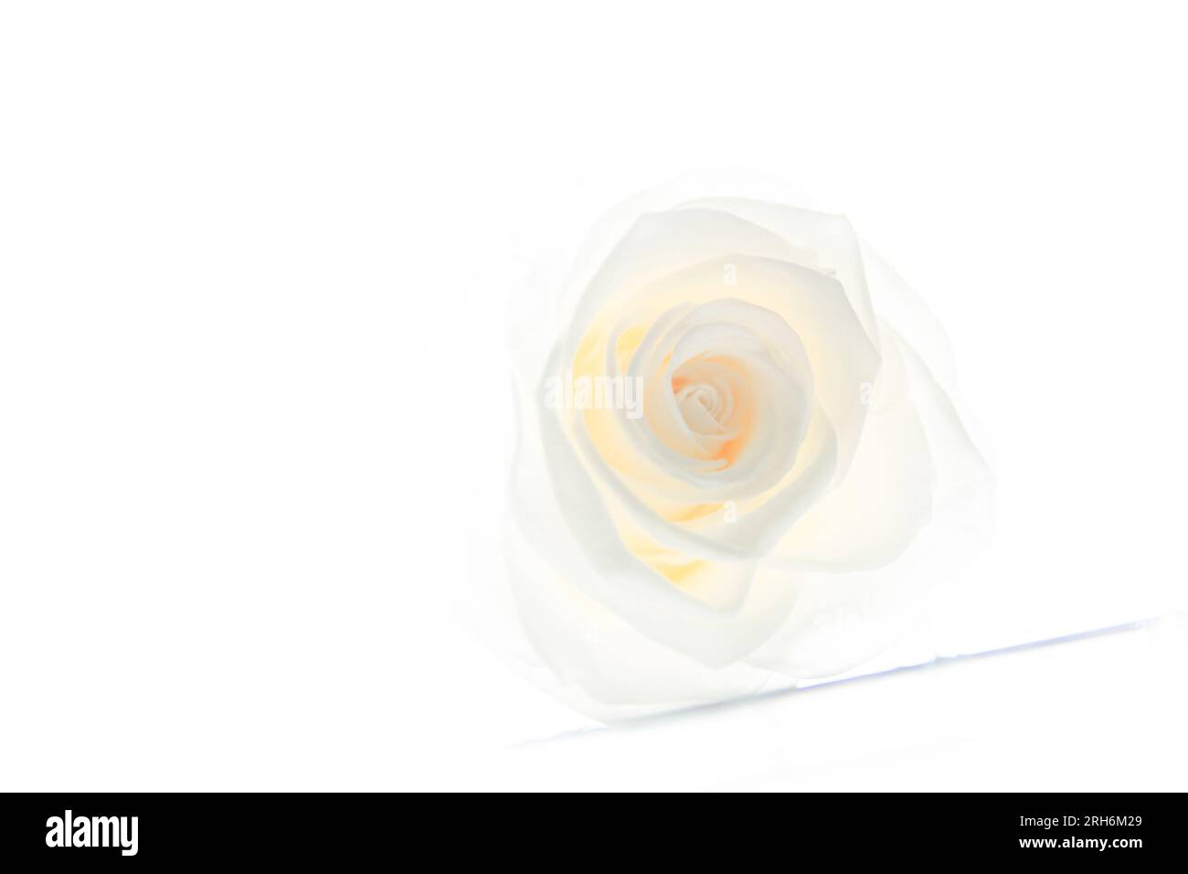 Weiße Rose Stockfoto