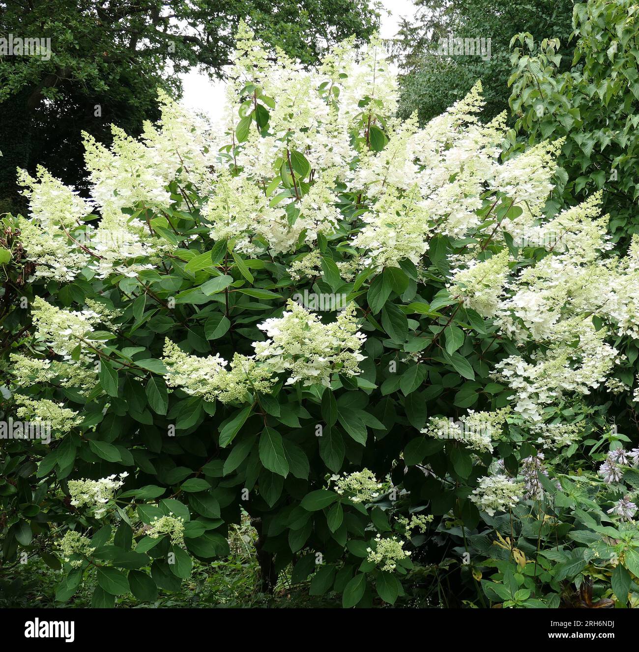 Verschlüsse der kegelförmigen Blütenköpfe der sommerblühenden Staudenhornhydrangea paniculata chantilly-Spitze. Stockfoto