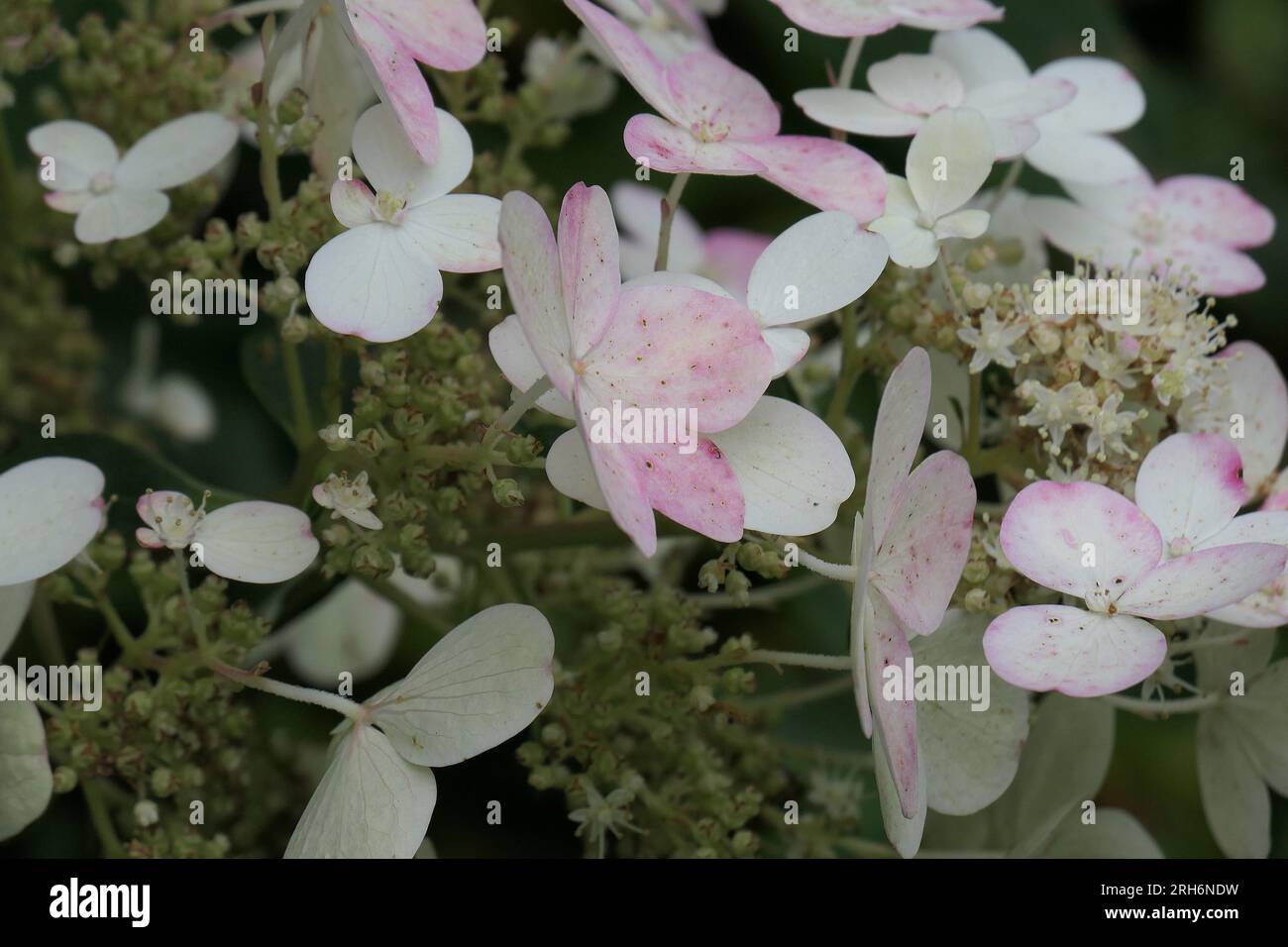 Nahaufnahme der weißen und rosafarbenen Blüten der sommerblühenden Staudenhydrangea paniculata frühe Sensationsmasse. Stockfoto