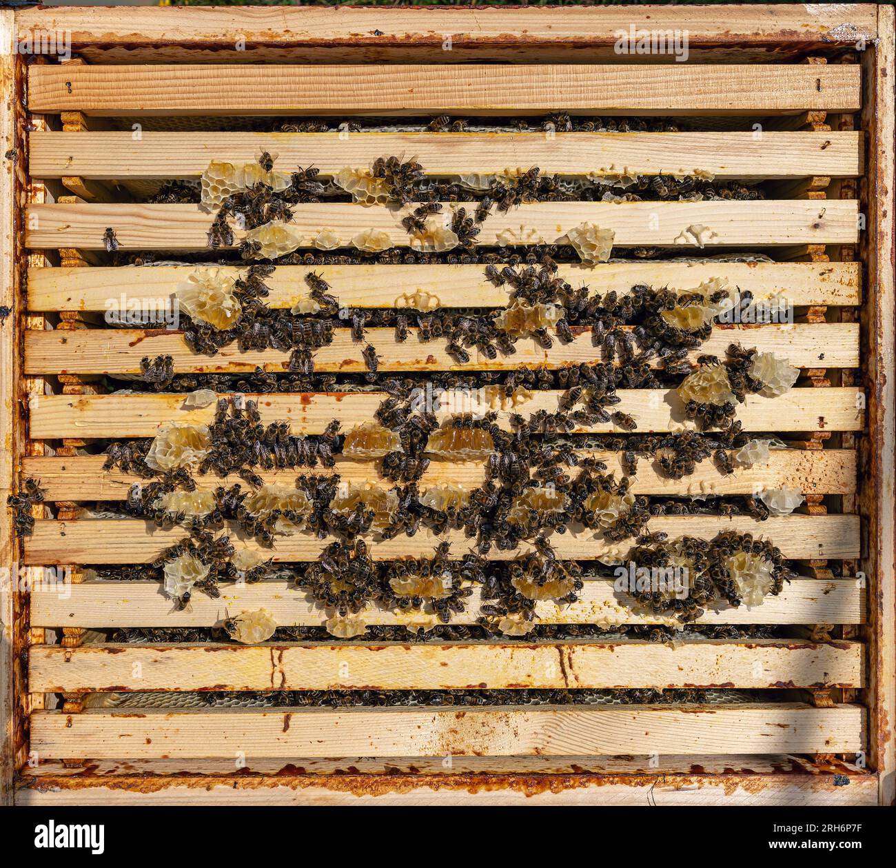 Arbeitende Bienen auf Honigzellen. Bienenhaus-Workflow. Stockfoto