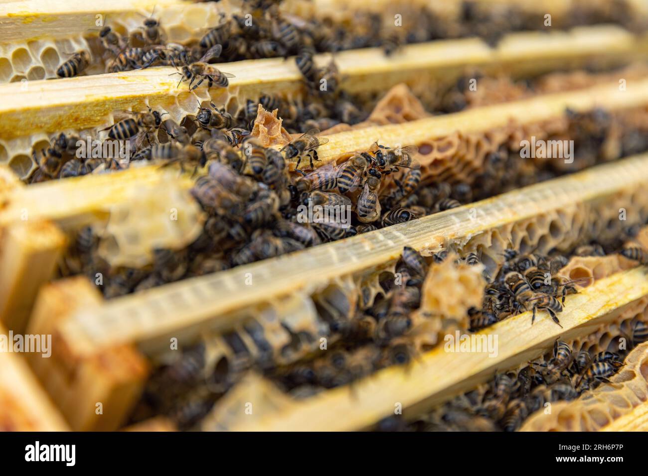 Nahaufnahme von Bienen in ihrem Bienenstock. Bienenzuchtkonzept Stockfoto