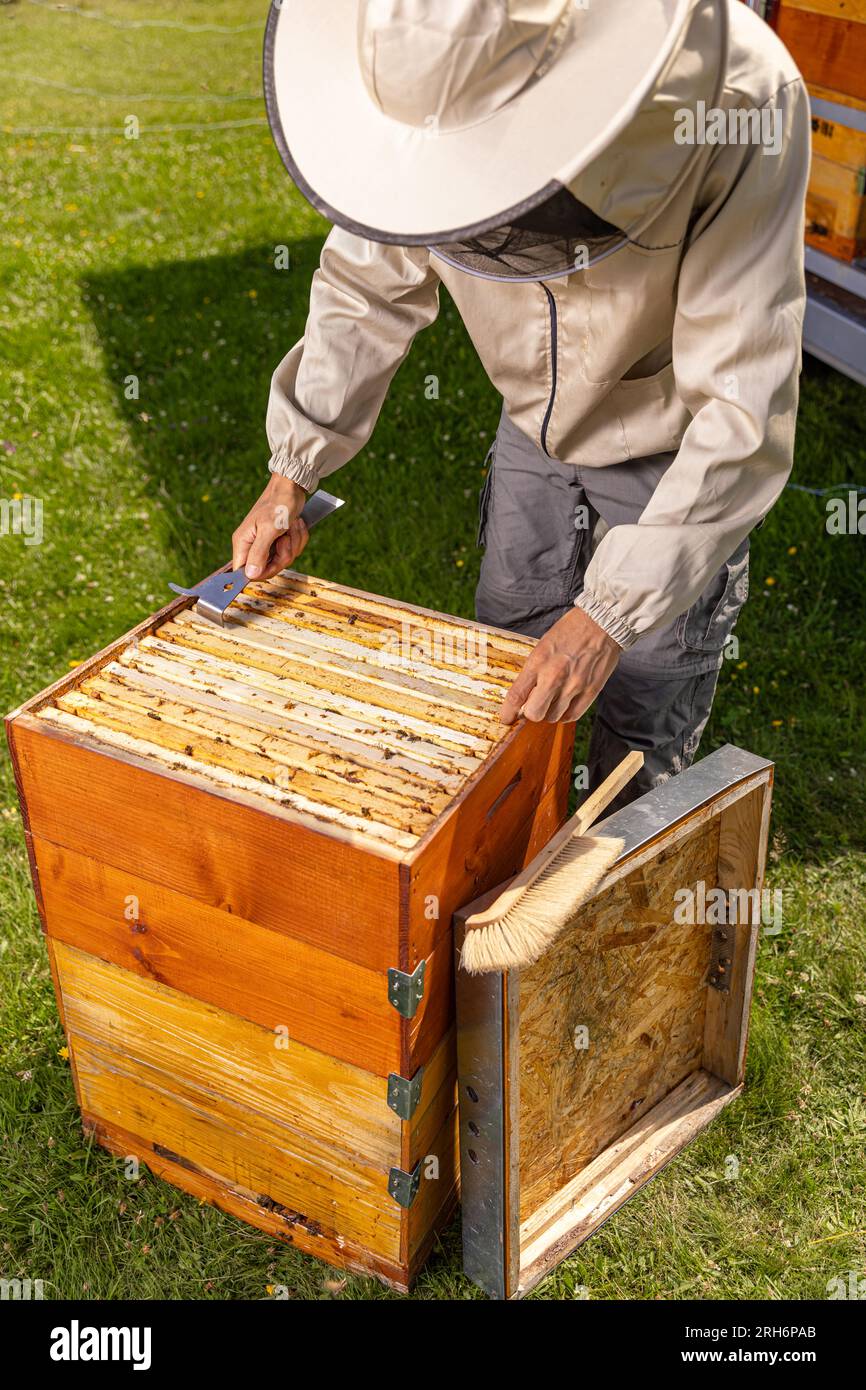 Mann im Bienenanzug, der einen Bienenstock inspiziert. Imkereikonzept Stockfoto