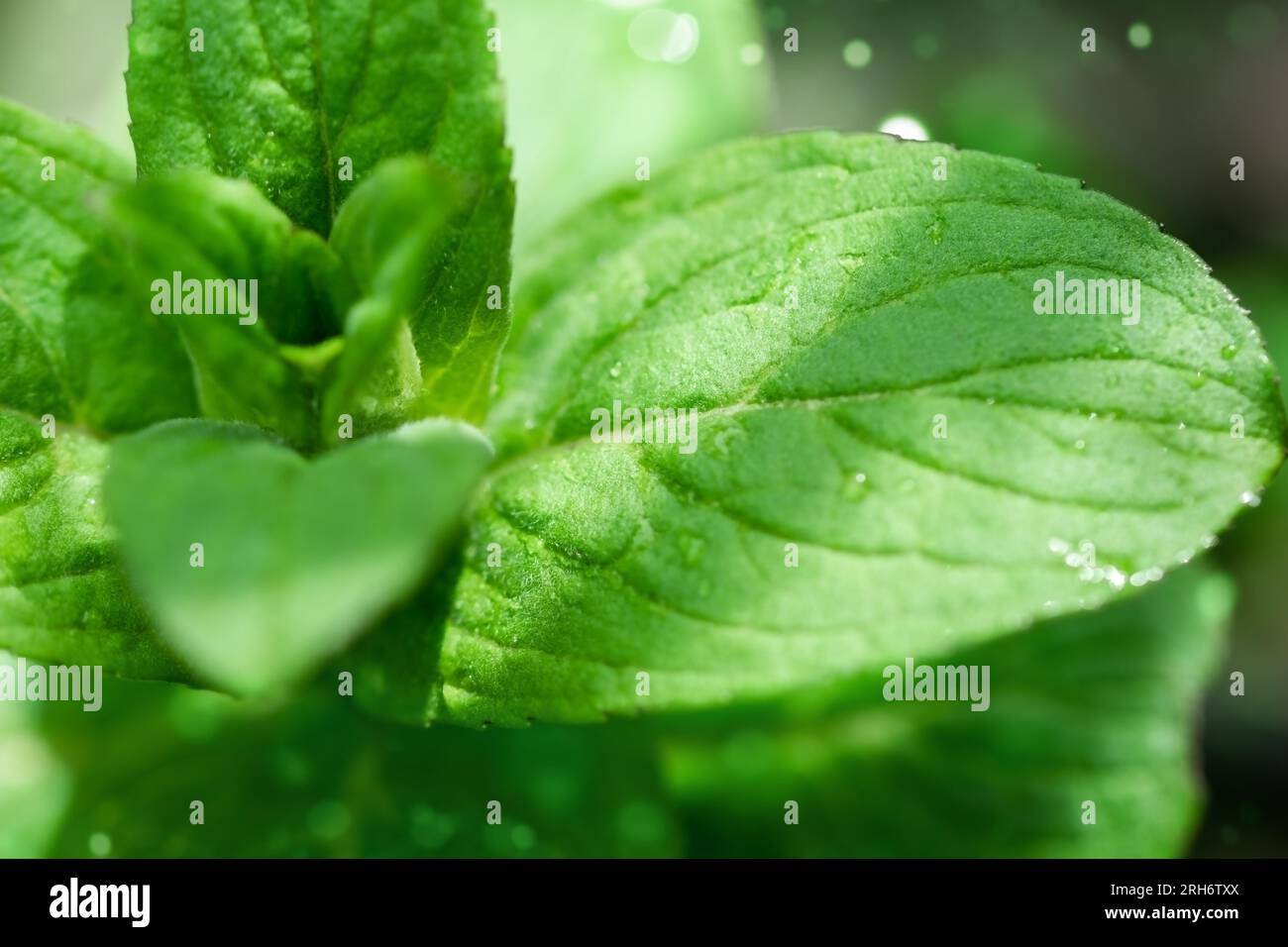Frische grüne Minze. Grünes Laub, Naturhintergrund Stockfoto