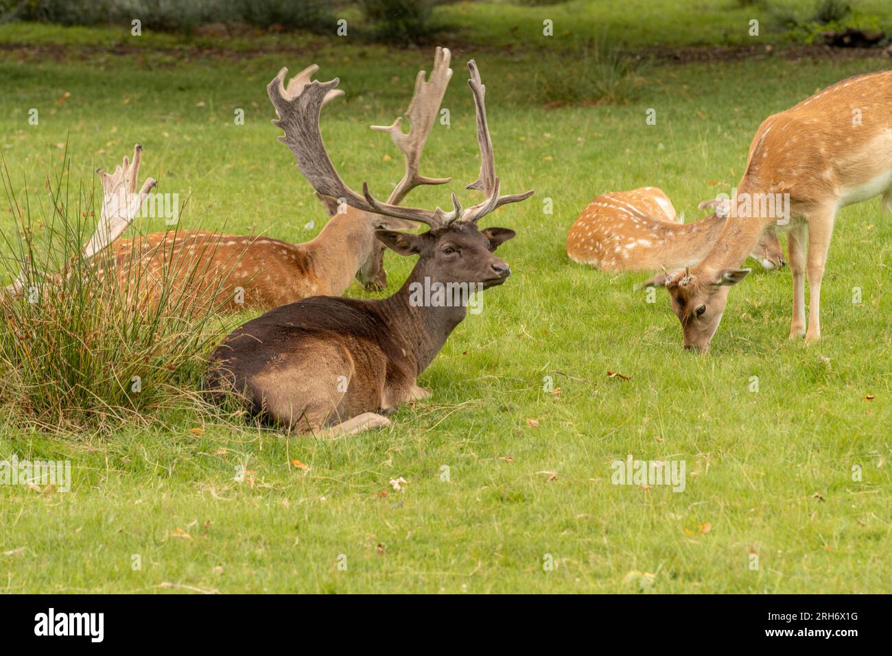 Wilde Hirsche bei dunham massey Stockfoto