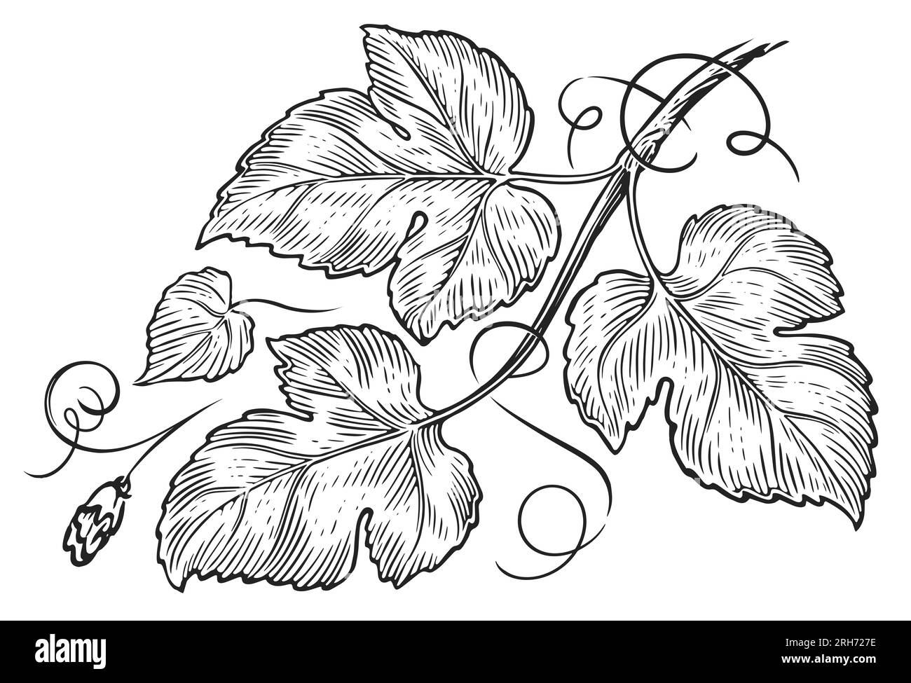 Pflanzenzweig mit Blättern, Tendrils und Blüten. Handgezeichnete Vintage-Zeichnungen mit Gravur Stockfoto