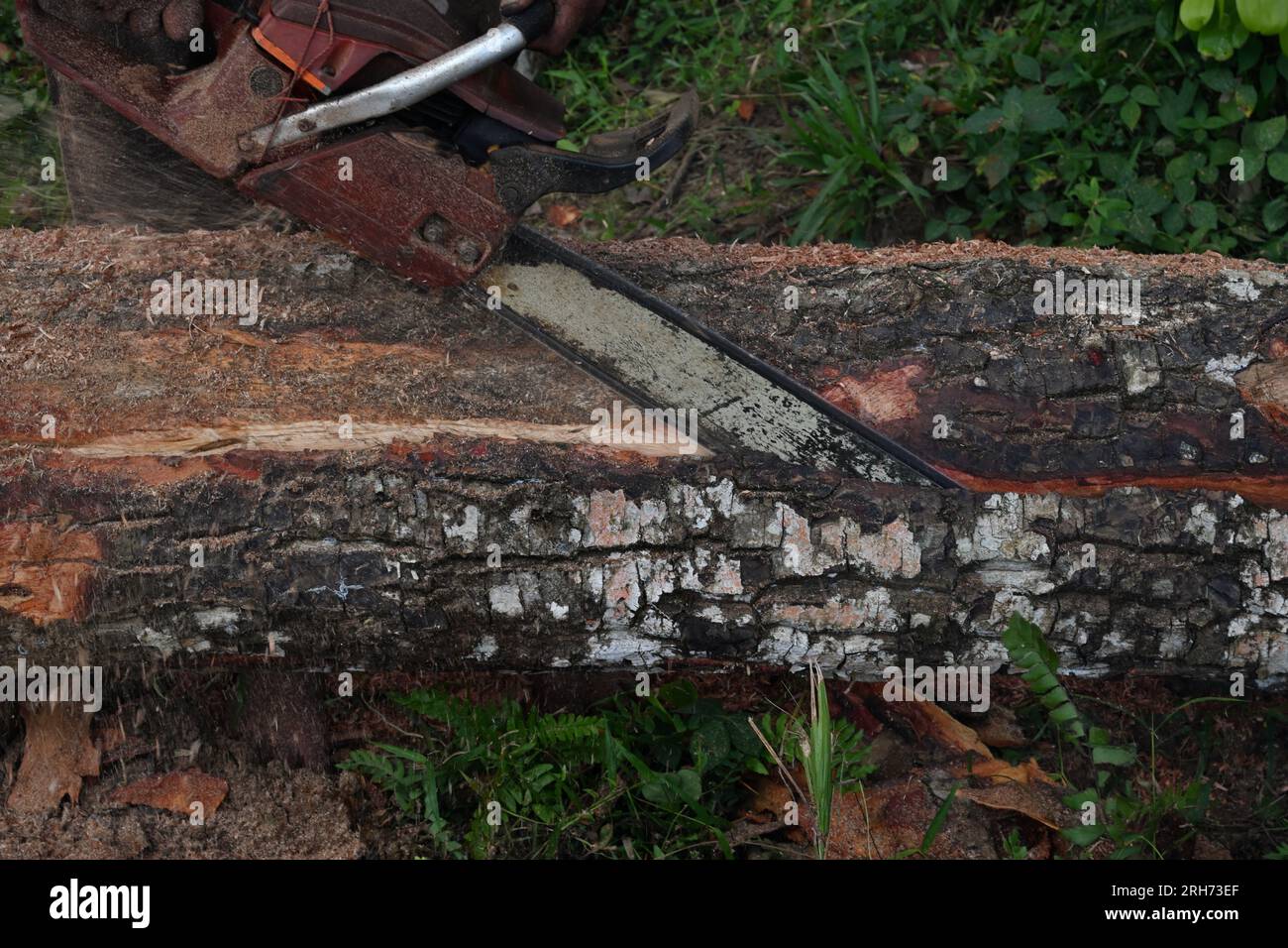 Ansicht eines Hartholzstiels, der von einer Kettensäge geschnitten wird, um Holzbohlen in einem wilden Gebiet zu erhalten Stockfoto