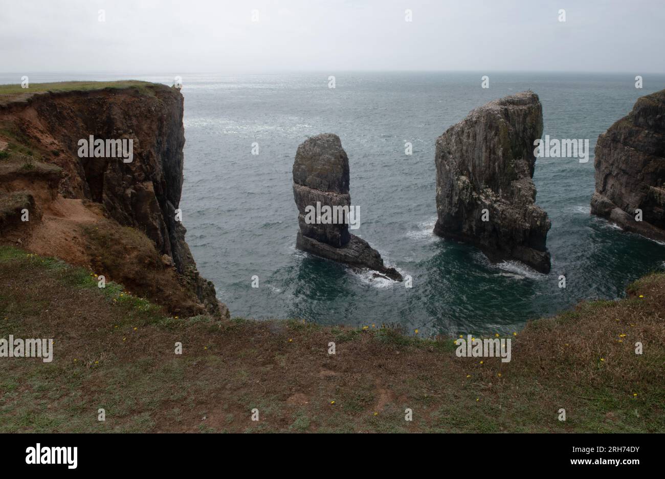 Elegug Sea Stacks, Castlemartin, Pembrokeshire, Wales, Vereinigtes Königreich Stockfoto