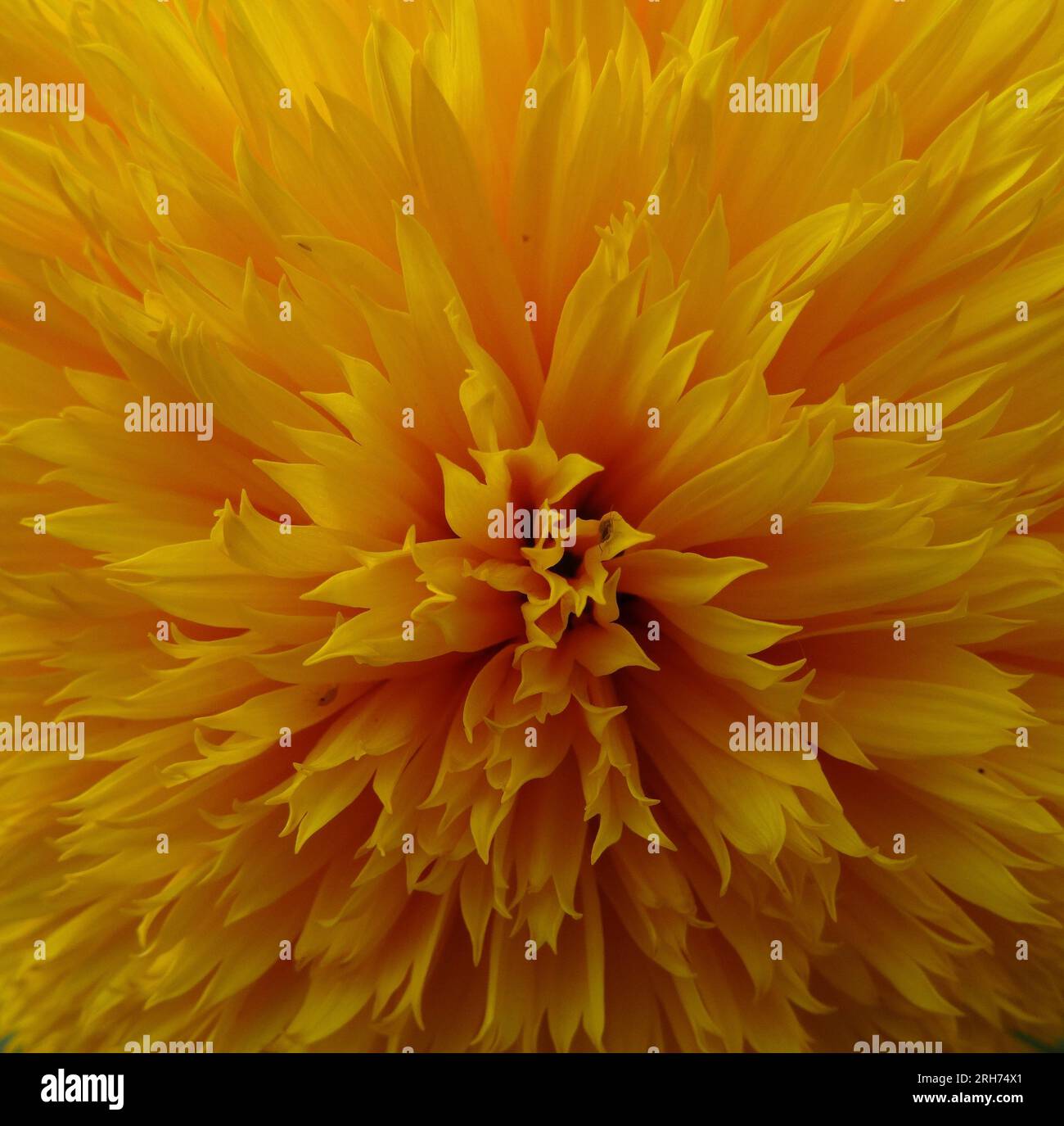Blume Der Gelben Dahlienblüte Nahaufnahme Stockfoto