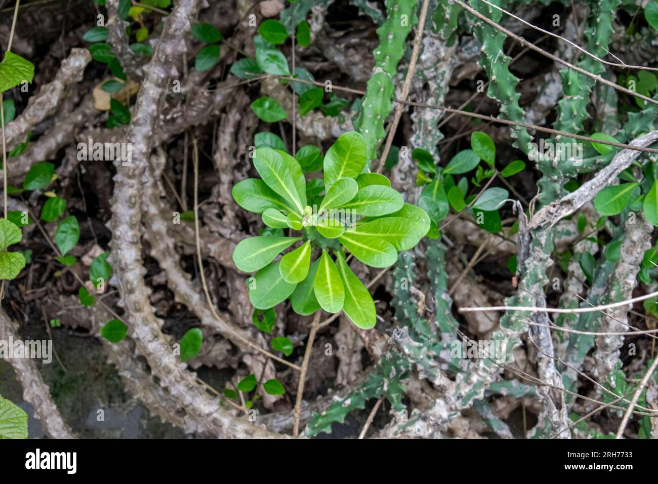 Dornwüstenpflanzen in freier Wildbahn Stockfoto