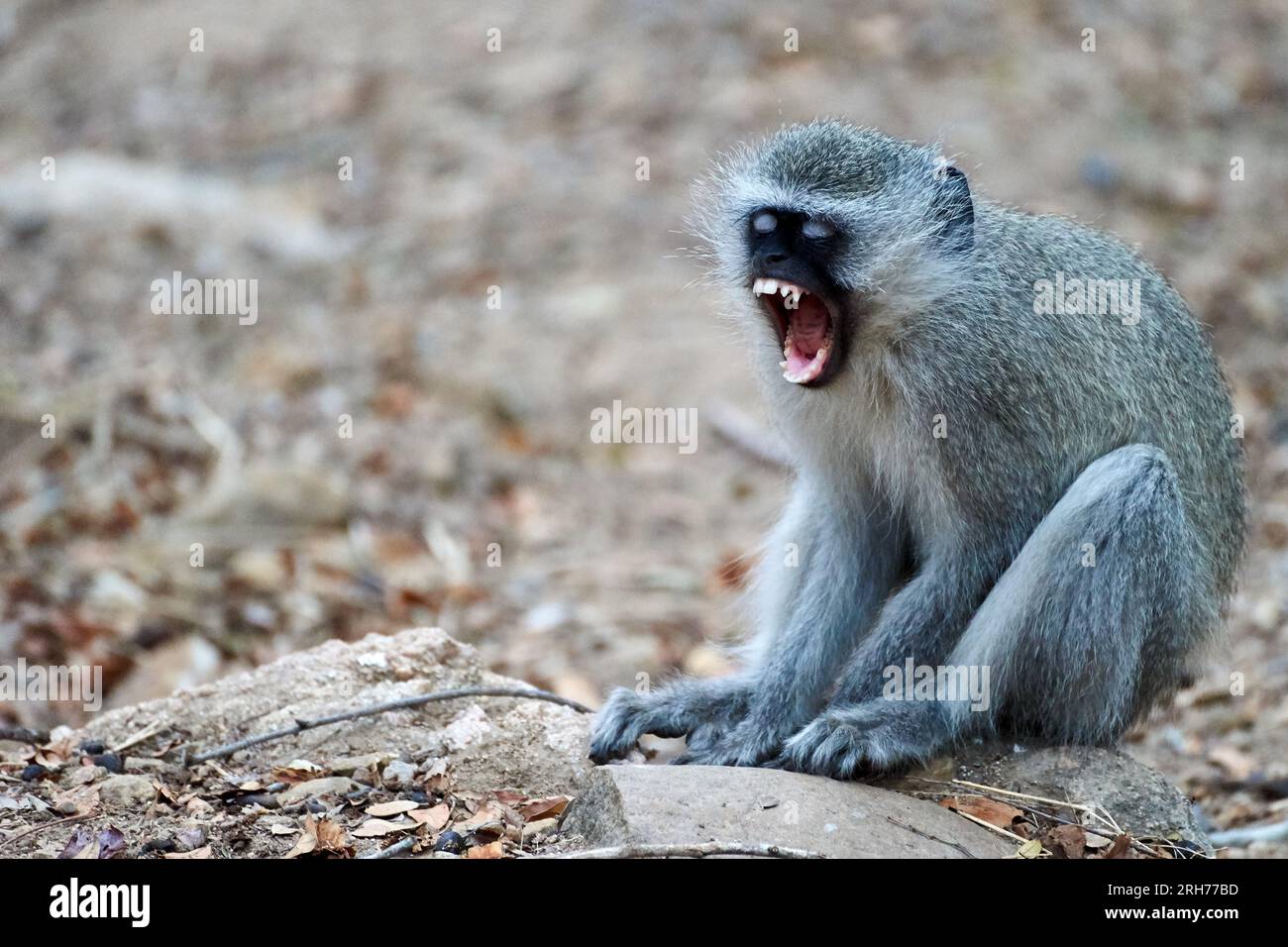 Grauer Affe, der auf dem Boden sitzt, mit offenem Berg, der gähnt oder schreit Stockfoto