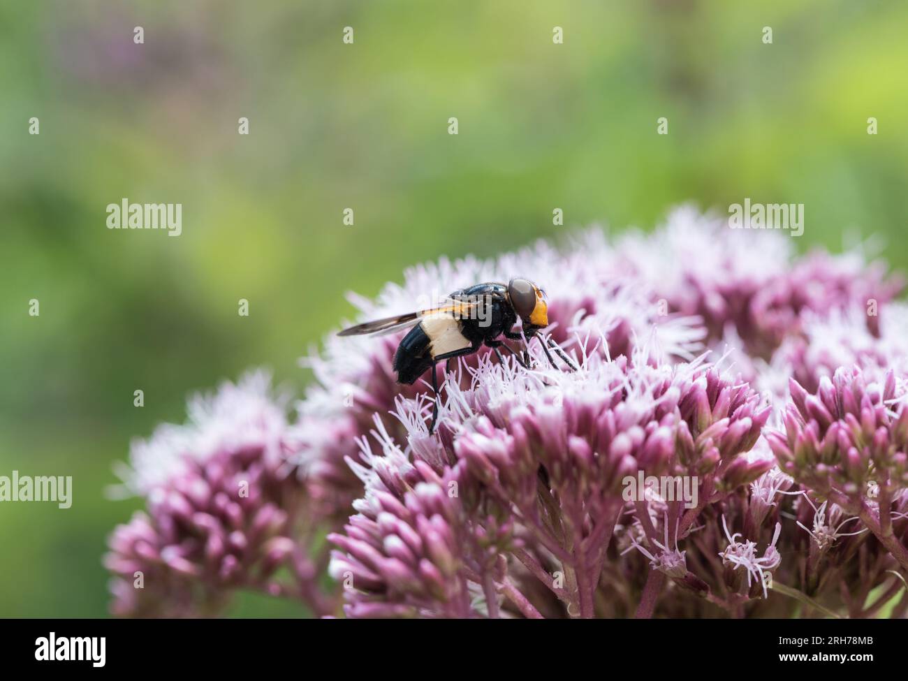 Fütterung von Hoverfly (Volucella pllucens) Stockfoto
