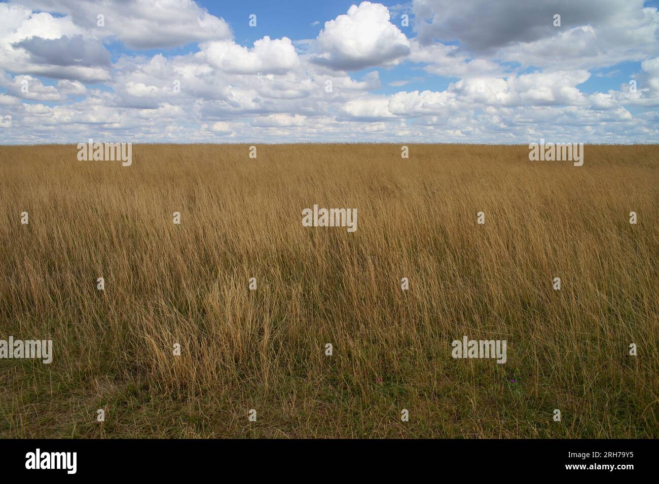 Klares Bild mit gelbem Gras und bewölktem Himmel. England Cotswolds. Stockfoto