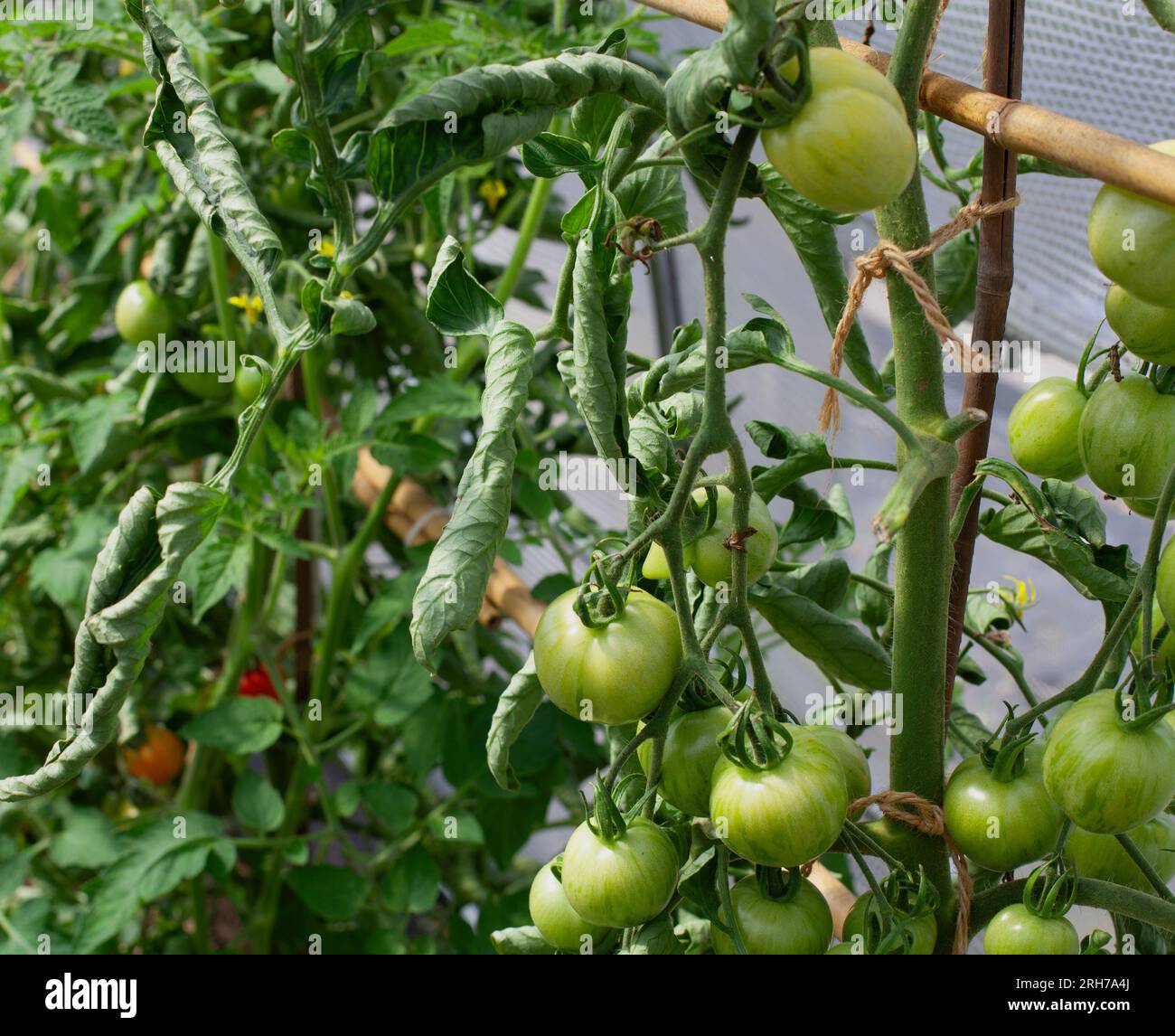 Britische Tomaten, die in Polytunneln wachsen, mit Blattcurl auf einigen Pflanzen Stockfoto