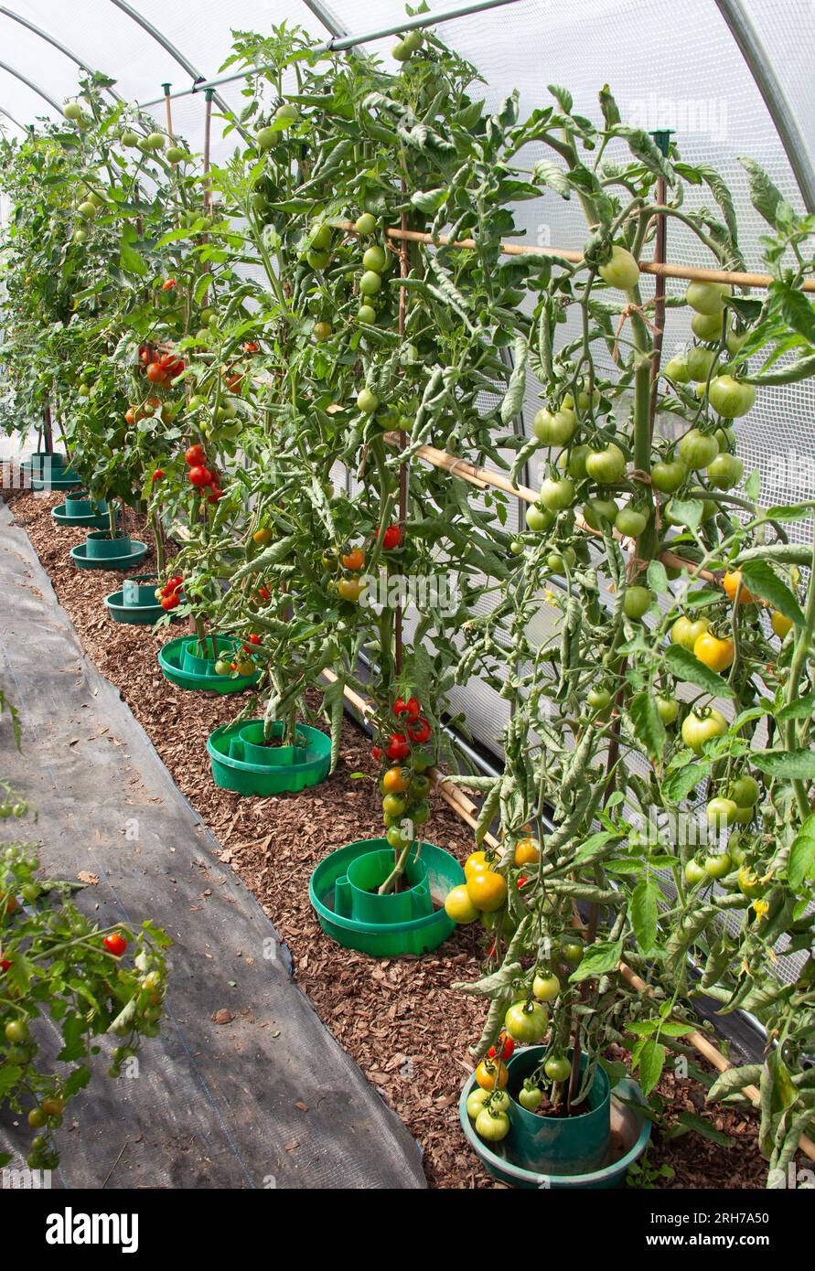Britische Tomaten, die in Polytunneln wachsen, mit Blattcurl auf einigen Pflanzen Stockfoto