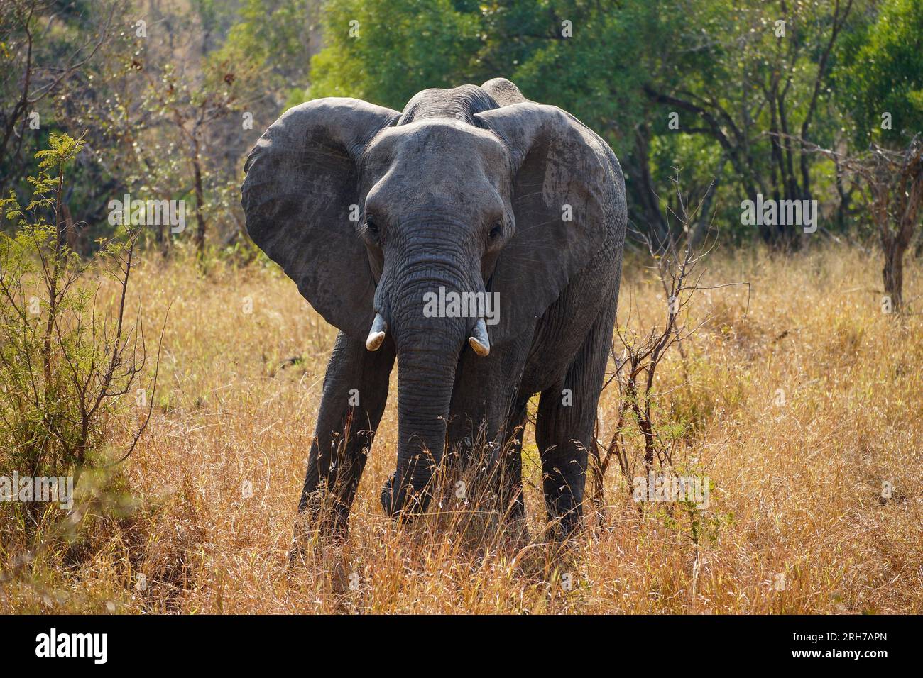 Afrikanischer Elefant in Südafrika. Buschland im Kruger-Nationalpark. Stockfoto
