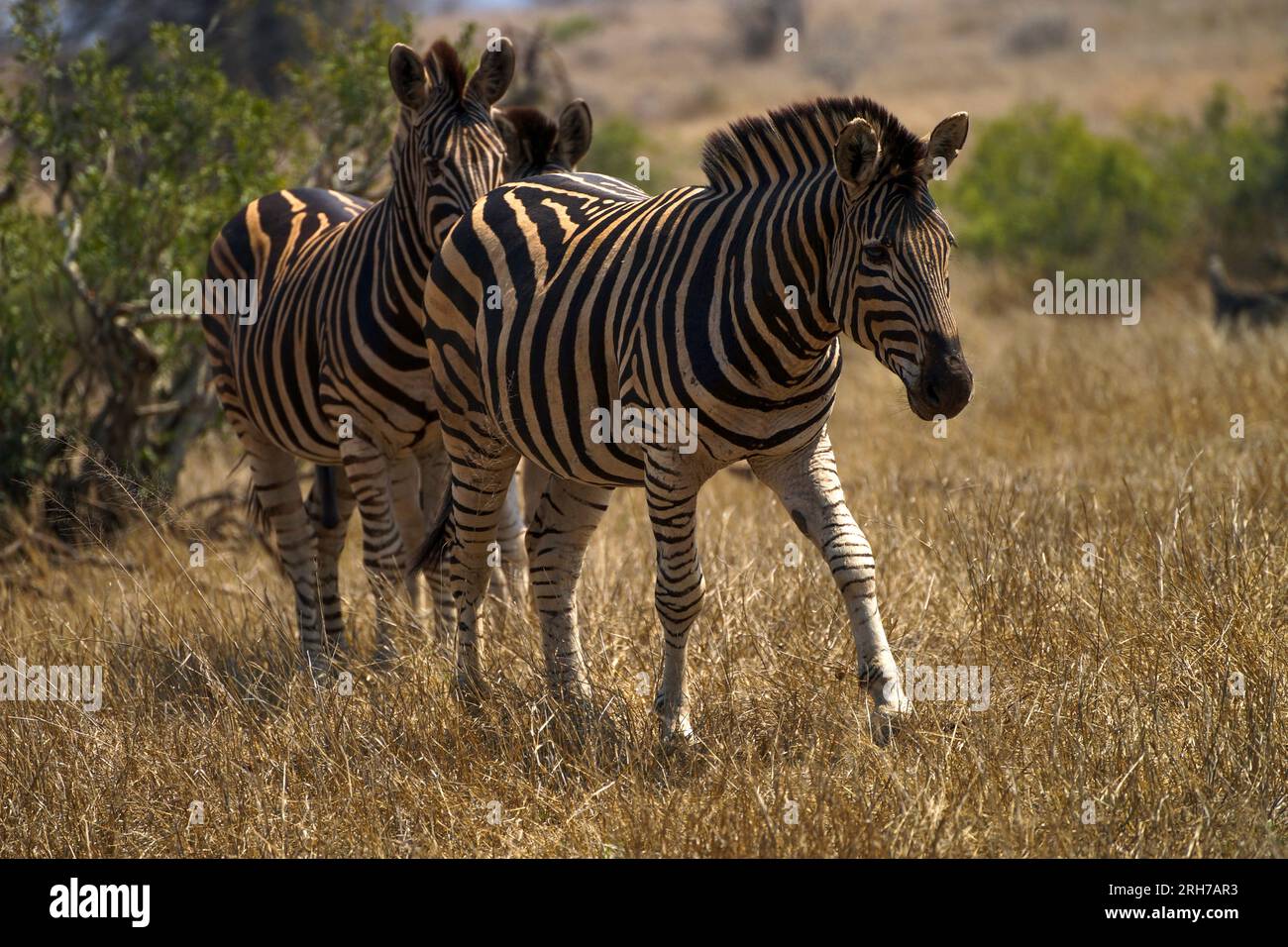 Zebras laufen im Kruger-Nationalpark in Südafrika Stockfoto