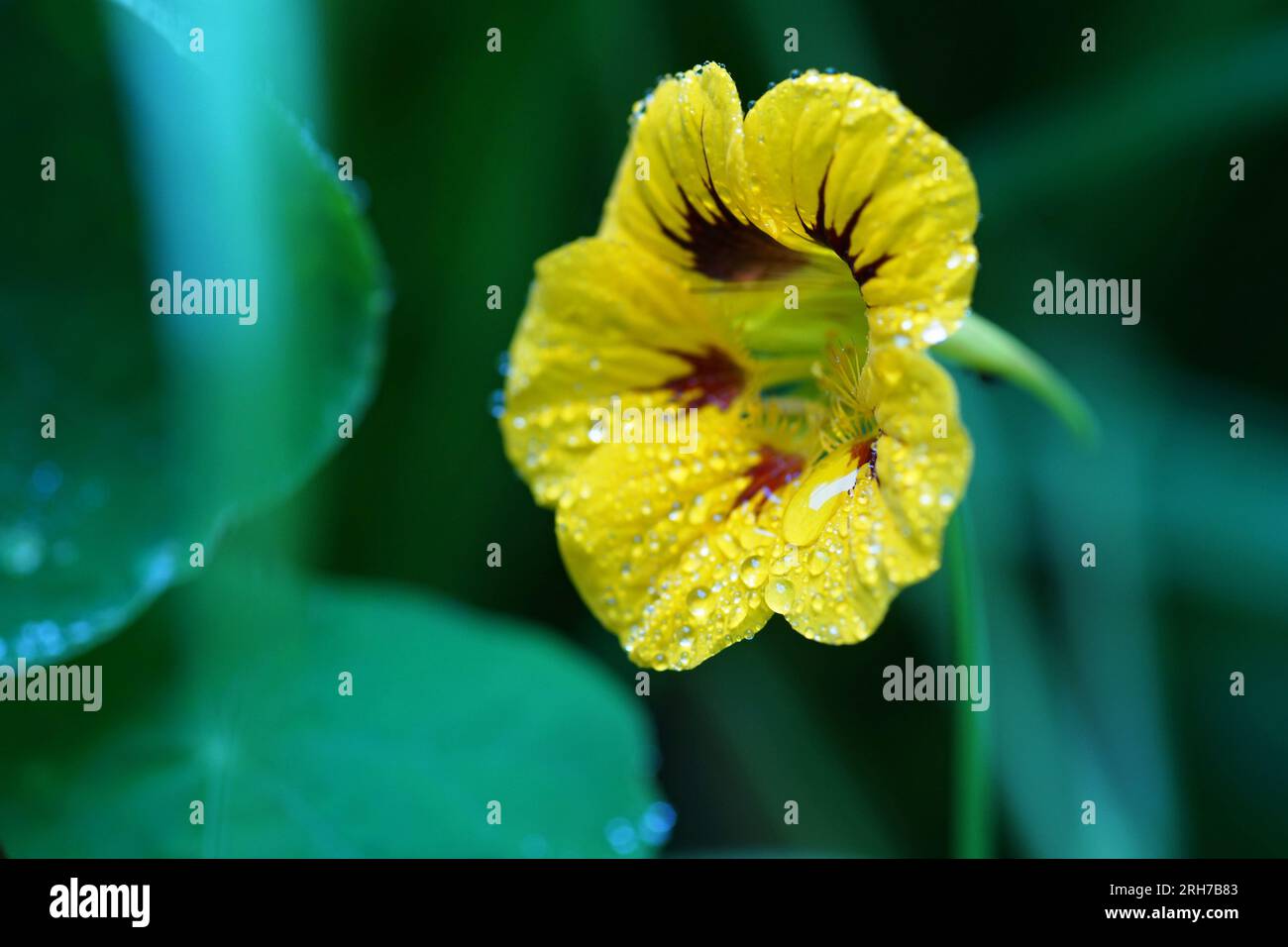 Gelbe Blume mit Regentropfen. Grüner Hintergrund. Stockfoto
