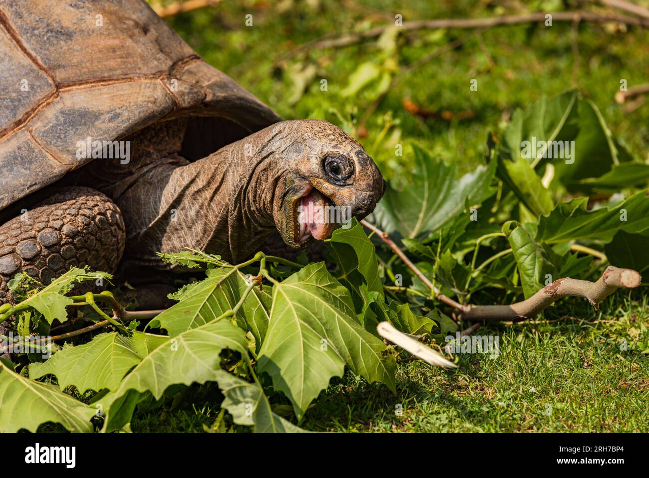Nahaufnahme einer Schildkröte, die grüne Blätter isst Stockfoto