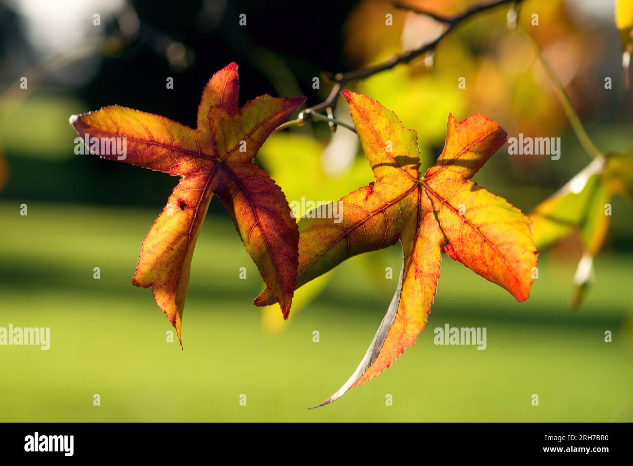Rote und gelbe lebhafte Blätter am Baum. Schöner sonniger Herbsttag. Stockfoto