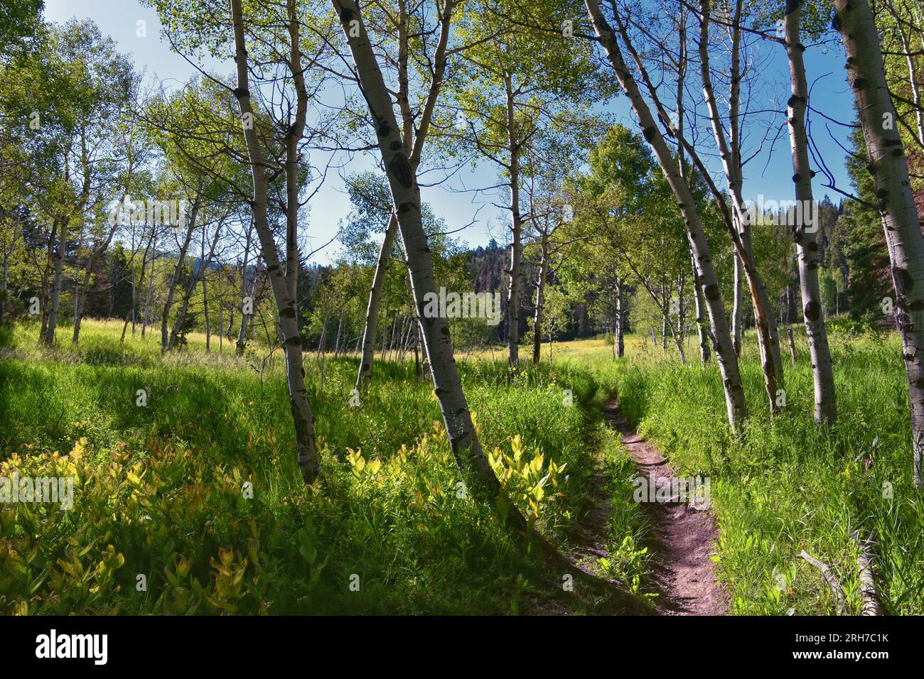 Tibble Fork Wanderweg Blick auf Lone Peak Wilderness Uinta Wasatch Cache National Forest, Rocky Mountains, Utah. Vereinigte Staaten. Stockfoto