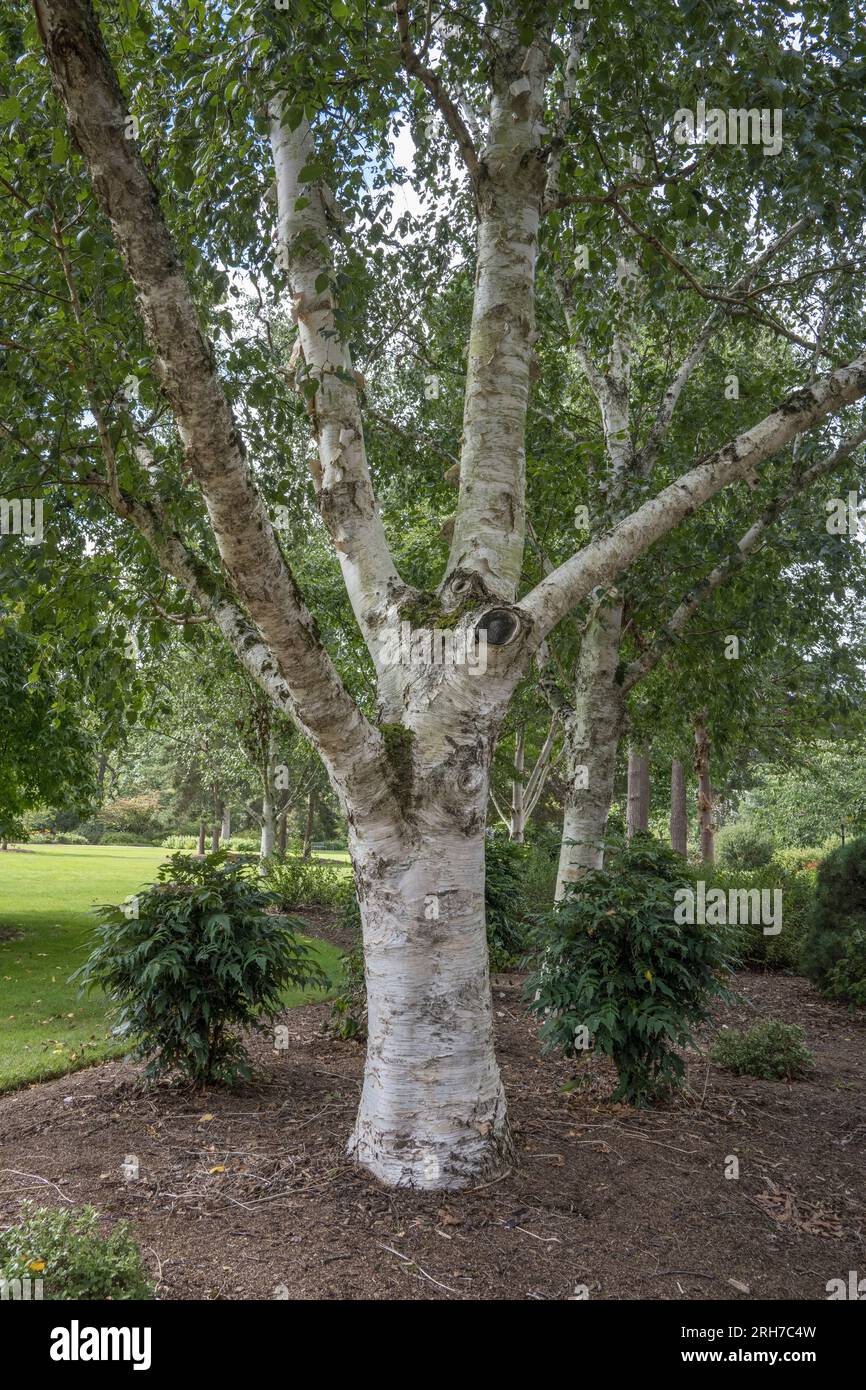 Betula utilis var jacquemontii erzeugt eine wunderbare weiße Rinde, die bei der Kunstdekoration verwendet wird Stockfoto
