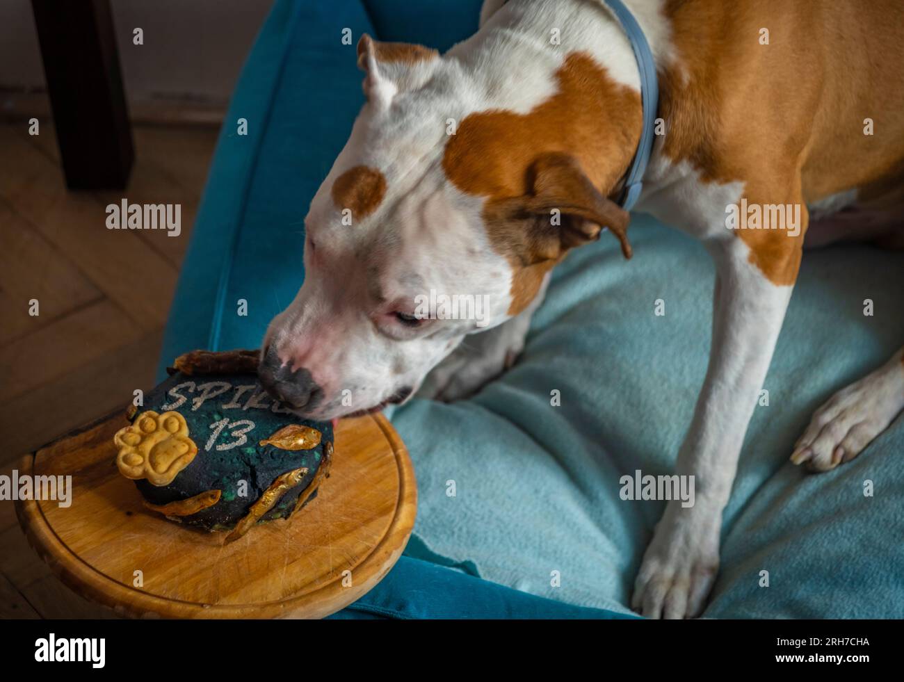 Geburtstagstag eines Pitbull Hundes im blauen Tierbett mit 13-jährigem Fleischkuchen mit trockenen Fischen Stockfoto