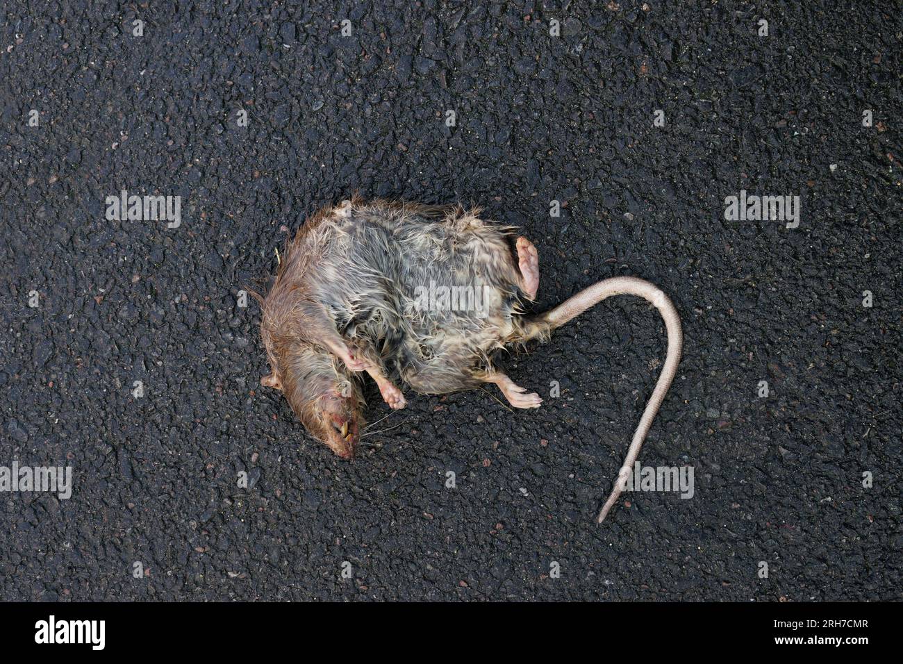 Toter Rattennagel auf der dunklen Straße. Stockfoto